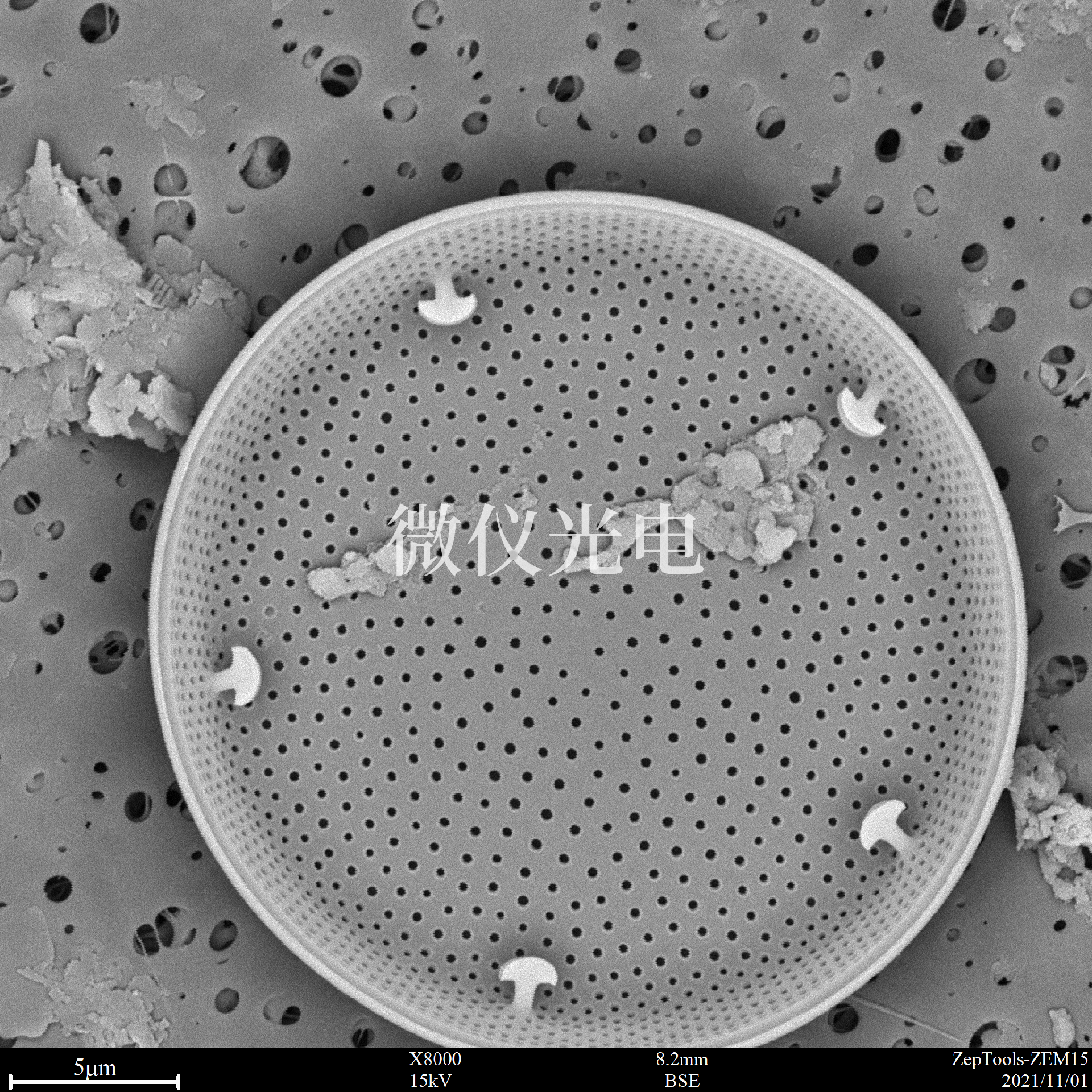 1662354522299081.png 掃描電鏡下的硅藻.png