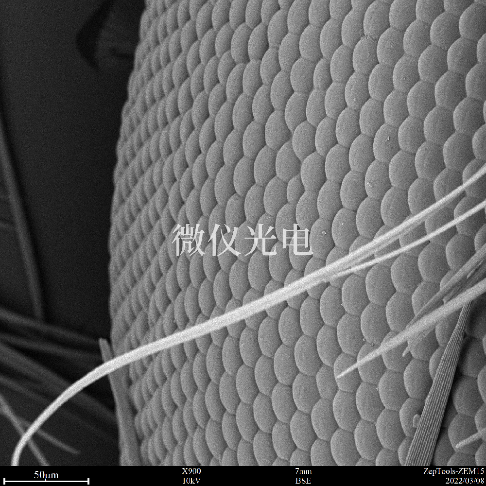 sem臺式掃描電鏡能讓您的實(shí)驗(yàn)更節(jié)省時(shí)間